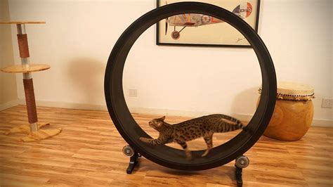 One Fast Cat Is A Giant Hamster Wheel For Your Cat That Doesn't Cost An Arm Or A Leg