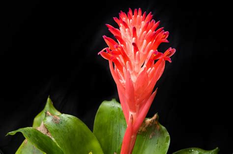 These Vibrant Amazon Rainforest Plants Will Take Your Breath Away - Gardenerdy