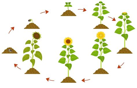 Sunflower Growth Stages Vector Sunflower Plant Growth Stages Concept ...