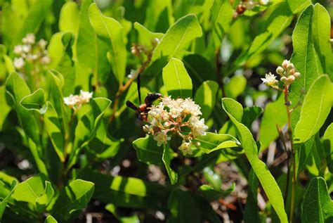 Gopher apple - Florida Wildflower Foundation