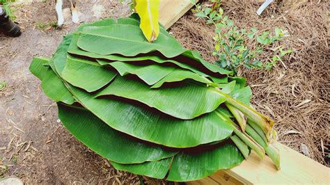 WAIT! Don't throw away your pruned Banana leaves!