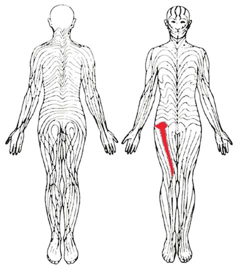 Classical Blaschko's lines on the anterior aspect of the thigh ...