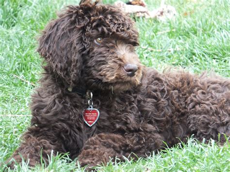 Skyler the Newfypoo Newdle at 3 months. | Best Newfypoo Puppies- Newfoundland Poodle Mix - Call ...