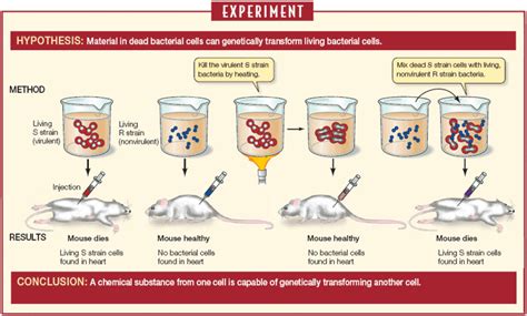 Ciencias de Joseleg: Introducción al experimento Avery–MacLeod–McCarty