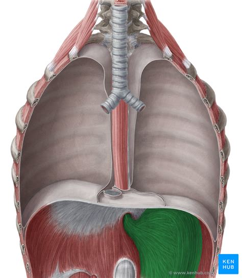 Stomach - Anatomy, Function, Properties | Kenhub