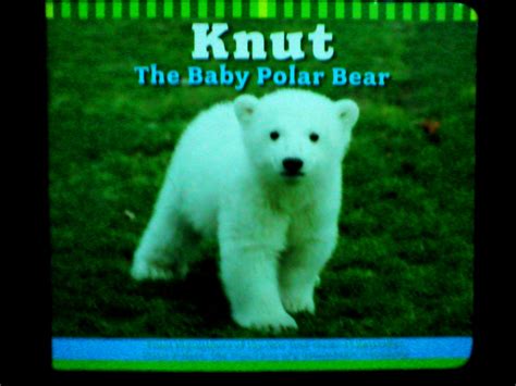 CHILDREN BOOKS FOR YOU: Knut The Baby Polar Bear