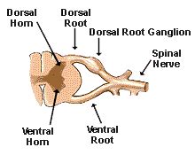 dorsal root - meddic