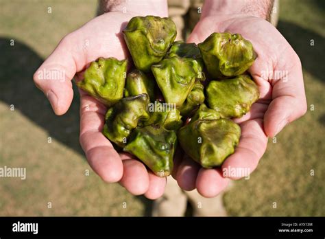 Singhara nut (trapa natans)(water chestnut), India Stock Photo, Royalty Free Image: 17191927 - Alamy