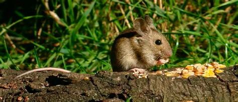 What Do Field Mice Eat? Find Out the Food Habits of the Field Mouse