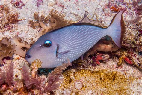 Mafia Island, Tanzania Diving-Facts and Photographs | Seaunseen