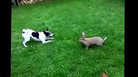 Dog & Bunny playing - YouTube