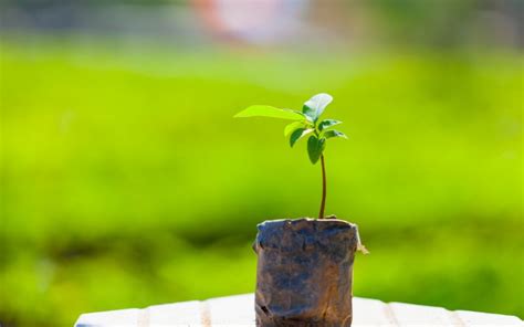 How to Grow an Apple Seed: Science Experiment for Kids