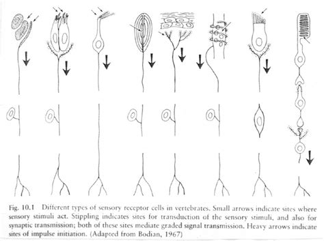 Sensory Receptors Types And Functions