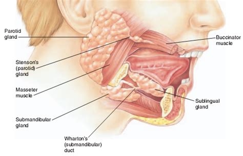 Parotid Gland Anatomy