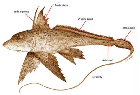 Unusual Fish: The Deep Sea Chimera - My Animals