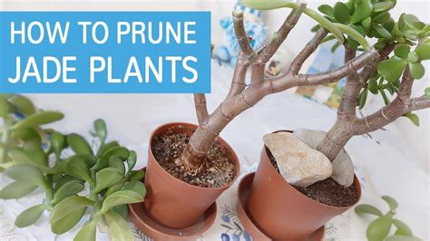 How To Prune Jade Plant? | Jade plants, Jade plant pruning, Jade plant ...