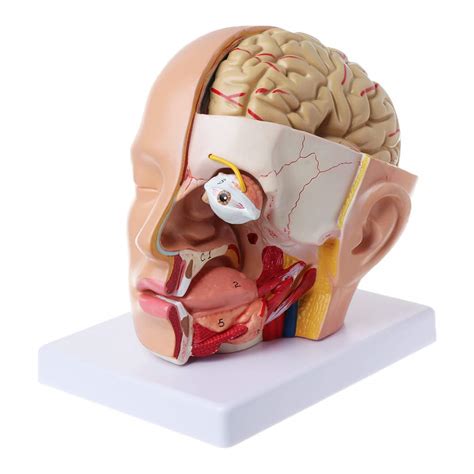 Buy Vivitoch Human Anatomy Head Skull Brain Cerebral Artery Anatomical Model for Teaching Online ...