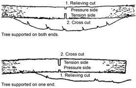 Chainsaw Safety – Ag Safety and Health