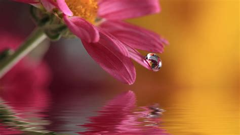 Flowers with Water Drops Wallpaper - WallpaperSafari