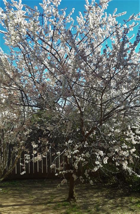 Mexican Plum Tree | Cross Timbers Urban Forestry Council