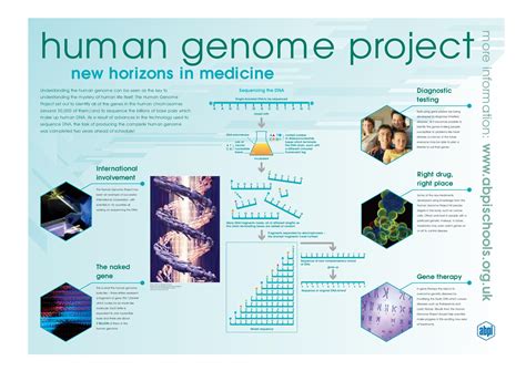 Executive Summary Mapping And Sequencing The Human Ge - vrogue.co