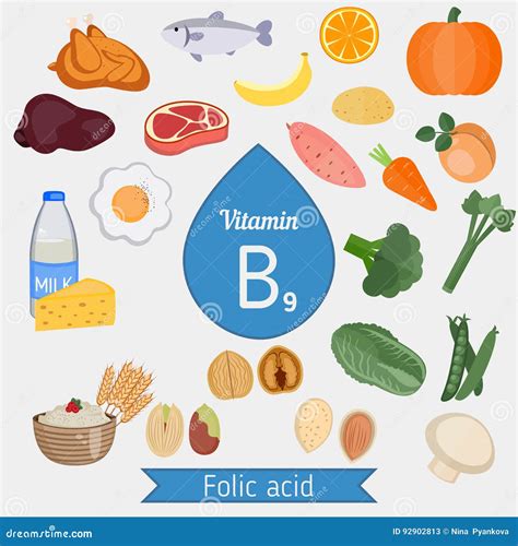 Vitamin B9 or Folic Acid Infographic Stock Vector - Illustration of information, acid: 92902813