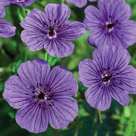 Daily Purple Hardy Geranium | Brecks Premium Bulbs