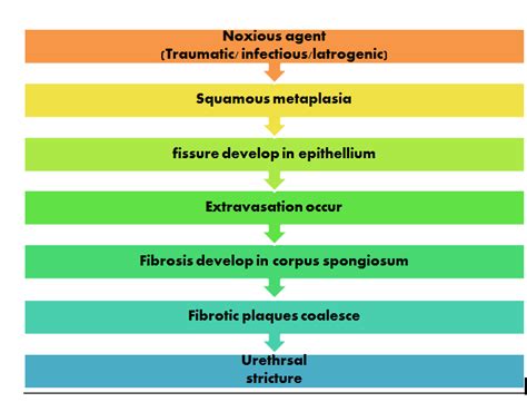 Urethral Stricture Disease: Causes, Symptoms, Diagnosis & Treatment with homeopathic medicine