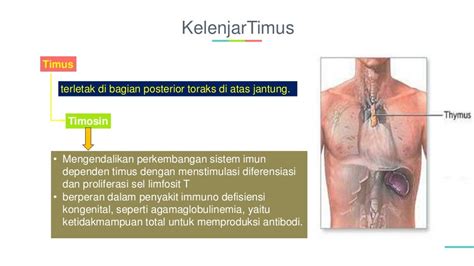 Top Info Kelenjar Timus, Hewan Invertebrata