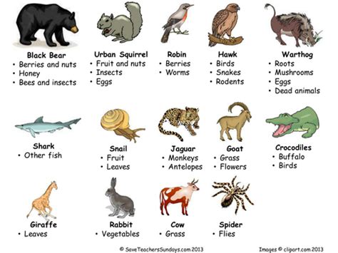 What is an omnivore? - Mammals to know