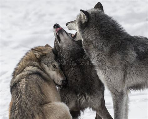 Wolf Pack Playing in the Snow. Stock Image - Image of wolf, winter: 112994877