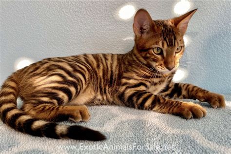 Toyger Kittens for Sale for Sale