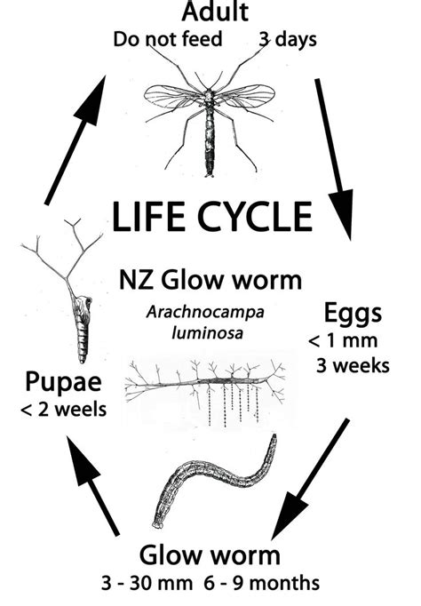 Waitomo Glowworm Caves, New Zealand | Glow worm, Glow worm cave, Life ...