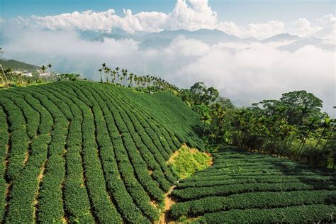 Taiwan's TEA PLANTATIONS - Always Pretty! - Taiwan Everything | Sun moon lake, Lake, Taiwan