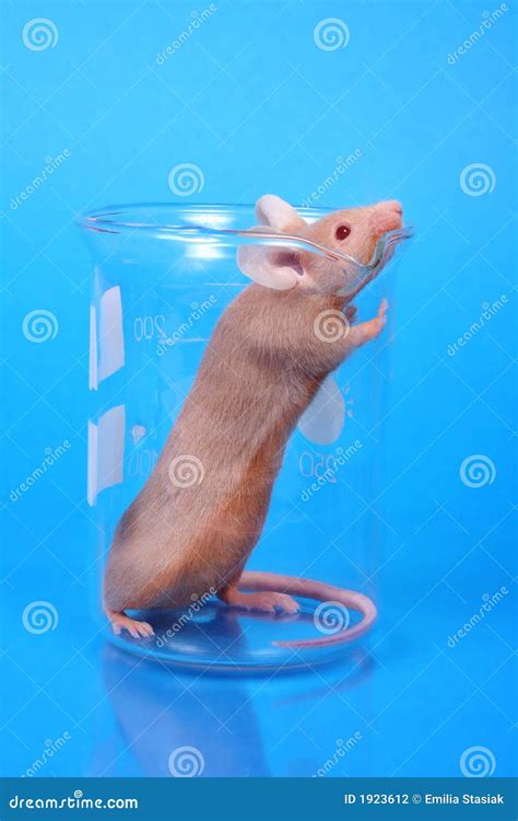 Laboratory mouse stock photo. Image of mouse, background - 1923612