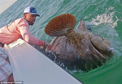 Wilson Chandler of the Denver Nuggets catches 350-pound Goliath grouper ...