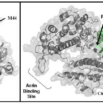 Inhibition of the myosin ATPase activity stimulated by actin upon SIN-1... | Download Scientific ...