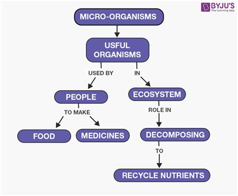 Useful Microorganisms - Role of Microorganisms in Human Welfare