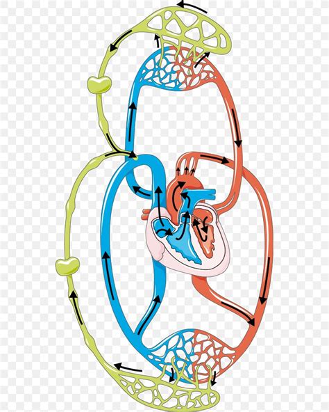 How Is The Lymphatic System Related To The Circulatory System - cloudshareinfo