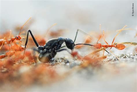 Battle of the Ants | Wildlife Photographer of the Year | Natural History Museum