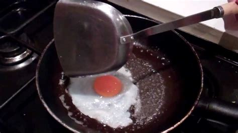 Fried Seagull Eggs For Dinner! - YouTube