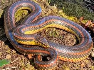 Farancia erytrogramma (serpent arc-en-ciel)