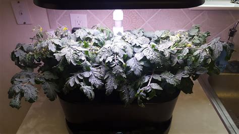 Cherry tomatoes 48 days in. Pruning tips? : r/aerogarden