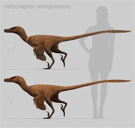 Size comparison of Velociraptor mongoliensis to a human #13000719