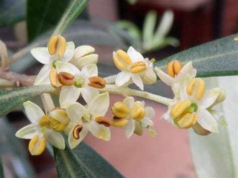 Olive | Olea europaea | Flower Database