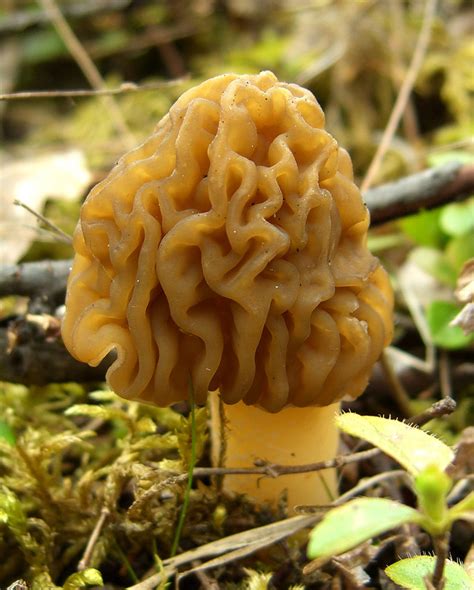 Morel Mushrooms: How to Find and Identify Morels — Practical Self Reliance