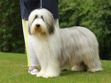 Bearded Collie - Puppies, Rescue, Pictures, Information, Temperament ...