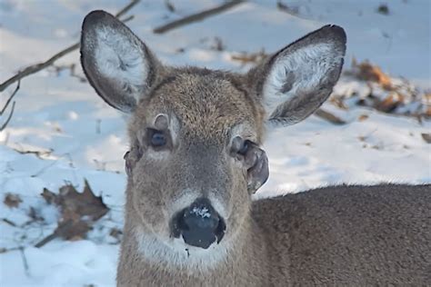 Deer Warts: The Causes of Deer Fibroma on Whitetails