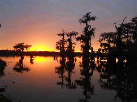 Louisiana Swamp Tours: Louisiana Swamp Tours In Winter | Louisiana swamp, Swamp tours, Swamp