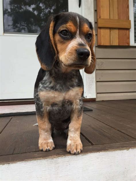 Blue Tick Beagle Guide – Information, Pictures & Facts